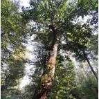 Spartacus-ösvény Visegrád - Egyéb