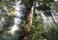 Spartacus-ösvény Visegrád