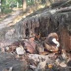 Spartacus-ösvény Visegrád - Egyéb