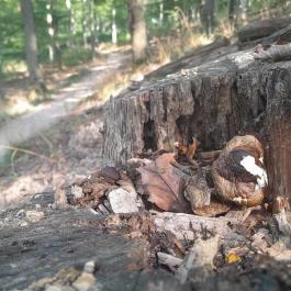 Spartacus-ösvény, Visegrád - Egyéb