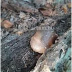 Spartacus-ösvény Visegrád - Egyéb