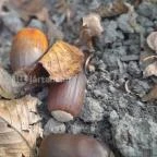 Spartacus-ösvény Visegrád - Egyéb