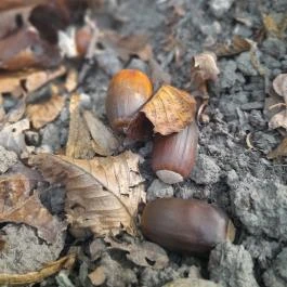 Spartacus-ösvény, Visegrád - Egyéb