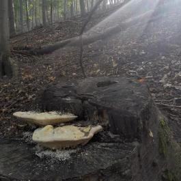 Spartacus-ösvény, Visegrád - Egyéb