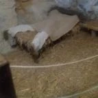 Sümegi vár Sümeg - Egyéb