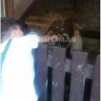 Sümegi vár Sümeg - Egyéb