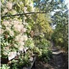 Szabadtéri Néprajzi Múzeum Szentendre - Egyéb