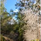 Szabadtéri Néprajzi Múzeum Szentendre - Egyéb