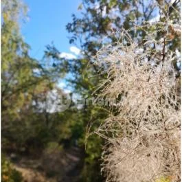 Szabadtéri Néprajzi Múzeum Szentendre - Egyéb