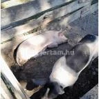 Szabadtéri Néprajzi Múzeum Szentendre - Egyéb