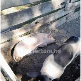 Szabadtéri Néprajzi Múzeum Szentendre - Egyéb