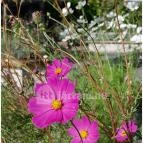 Szabadtéri Néprajzi Múzeum Szentendre - Egyéb