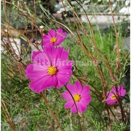 Szabadtéri Néprajzi Múzeum Szentendre - Egyéb