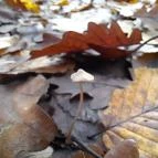 Szent Mihály-hegy Zebegény - Egyéb