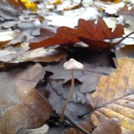 Szent Mihály-hegy, Zebegény - Egyéb