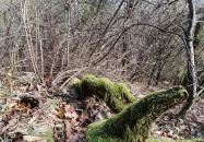 Szent Mihály-hegy Zebegény