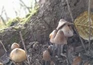 Szent Mihály-hegy Zebegény