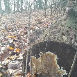 Szent Mihály-hegy, Zebegény - Egyéb