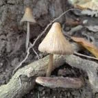 Szent Mihály-hegy Zebegény - Egyéb