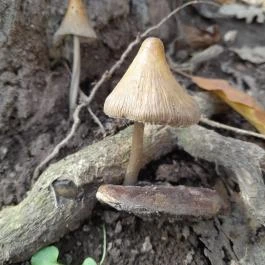 Szent Mihály-hegy, Zebegény - Egyéb