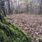 Szent Mihály-hegy Zebegény - Egyéb