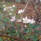 Szent Mihály-hegy Zebegény - Egyéb