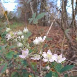 Szent Mihály-hegy, Zebegény - Egyéb