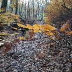 Szent Mihály-hegy Zebegény - Egyéb