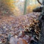 Szent Mihály-hegy Zebegény - Egyéb