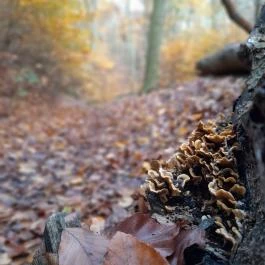 Szent Mihály-hegy, Zebegény - Egyéb