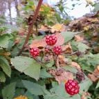 Szent Mihály-hegy Zebegény - Egyéb