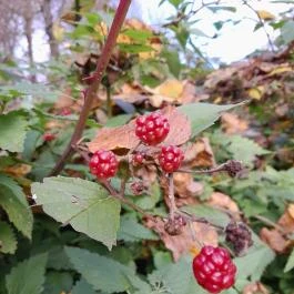 Szent Mihály-hegy, Zebegény - Egyéb