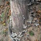 Szent Mihály-hegy Zebegény - Egyéb