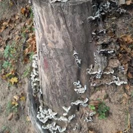 Szent Mihály-hegy, Zebegény - Egyéb