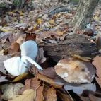 Szent Mihály-hegy Zebegény - Egyéb