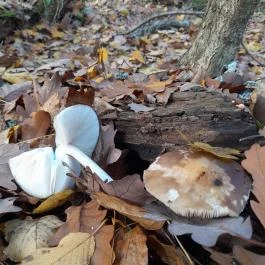 Szent Mihály-hegy, Zebegény - Egyéb