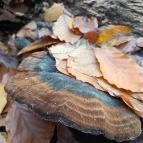 Szent Mihály-hegy Zebegény - Egyéb