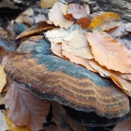 Szent Mihály-hegy, Zebegény - Egyéb