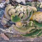 Szent Mihály-hegy Zebegény - Egyéb