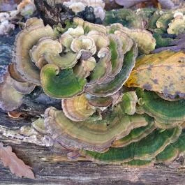 Szent Mihály-hegy, Zebegény - Egyéb