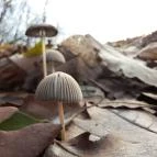 Szent Mihály-hegy Zebegény - Egyéb