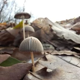 Szent Mihály-hegy, Zebegény - Egyéb