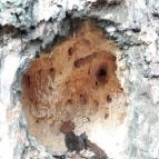 Szent Mihály-hegy Zebegény - Egyéb