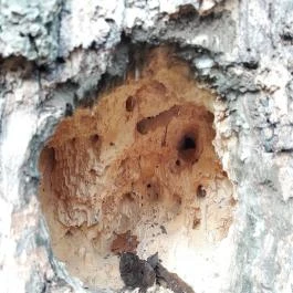 Szent Mihály-hegy, Zebegény - Egyéb