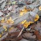 Szent Mihály-hegy Zebegény - Egyéb