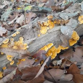 Szent Mihály-hegy, Zebegény - Egyéb