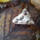 Szent Mihály-hegy Zebegény - Egyéb