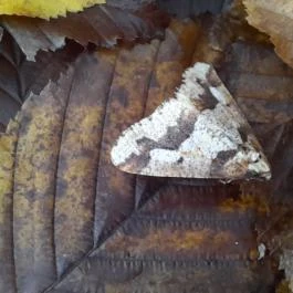 Szent Mihály-hegy, Zebegény - Egyéb