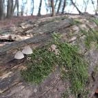 Szent Mihály-hegy Zebegény - Egyéb