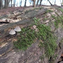 Szent Mihály-hegy, Zebegény - Egyéb